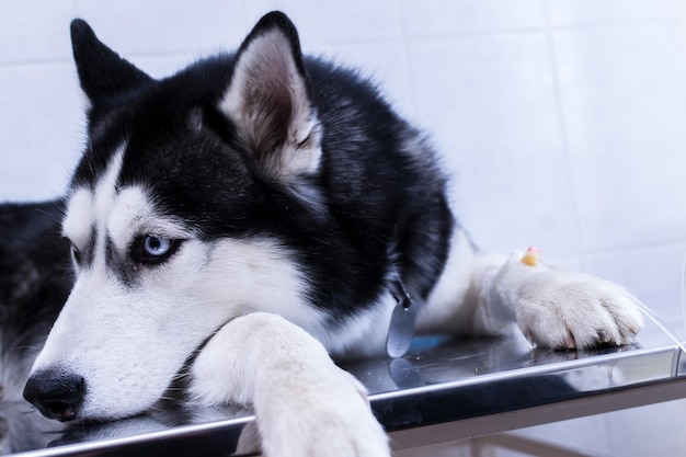 Portret Śliczny pies husky leży z zakraplaczem w łapie w klinice weterynaryjnej