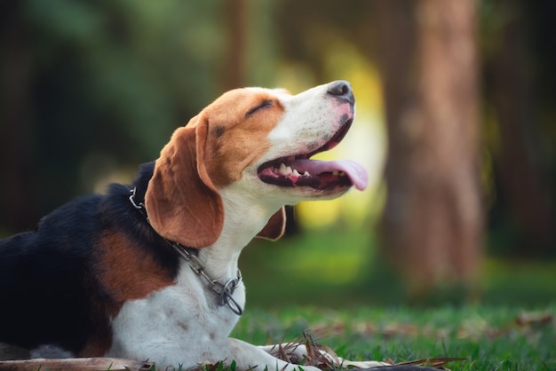 Portret śliczny szczeniaka beagle w ogródzie