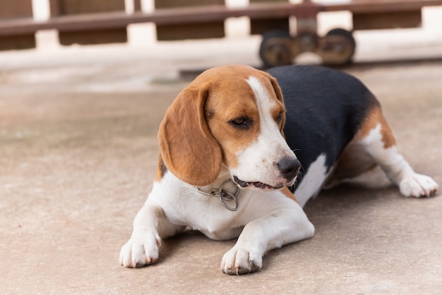 Portret śliczny szczeniaka beagle