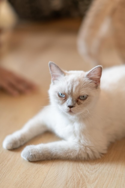 Portret słodkiego kota leżącego na podłodze selektywnego punktu ostrości