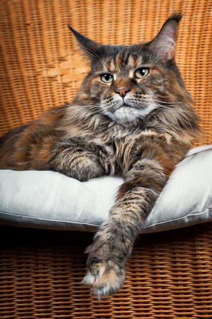 Portret słodkiego kota rasy Maine Coon wyciągającego łapę w wiklinowym krześle