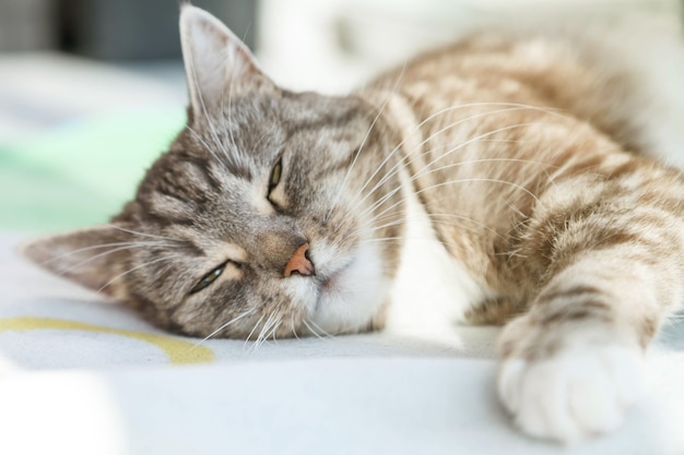 Portret słodkiego kota śpiącego w słońcu na kocu