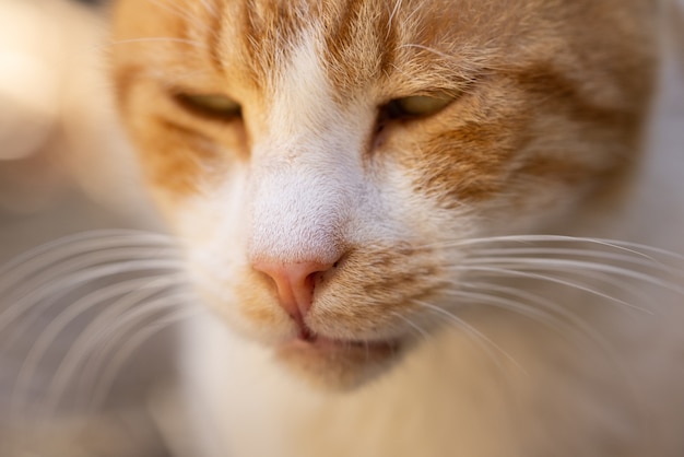 Portret słodkiego kota