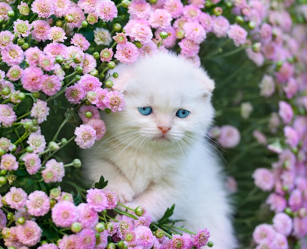 Portret słodkiego kotka w kwiatach