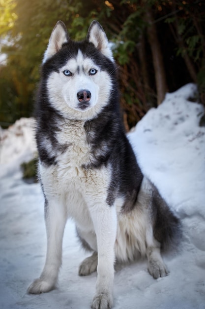 Portret słodkiego psa husky w słonecznym parku evingowym