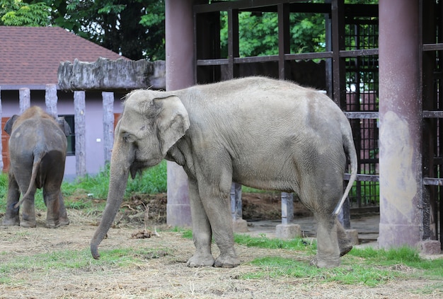 Portret słoń w zoo