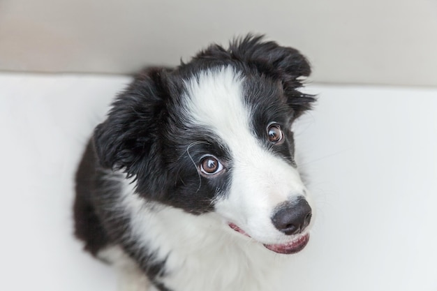 Portret śmieszne Studio Cute Smilling Szczeniaka Rasy Border Collie Na Białym Tle. Koncepcja Opieki Nad Zwierzętami I Zwierzętami