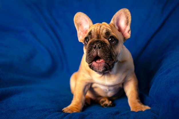 Portret śmiesznego szczeniaka buldoga francuskiego