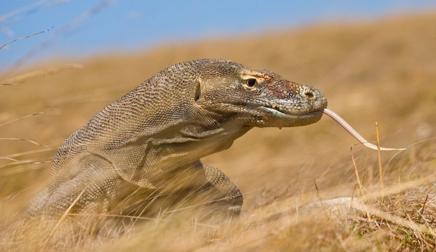 Portret Smoka Z Komodo. Zbliżenie. Indonezja. Park Narodowy Komodo.