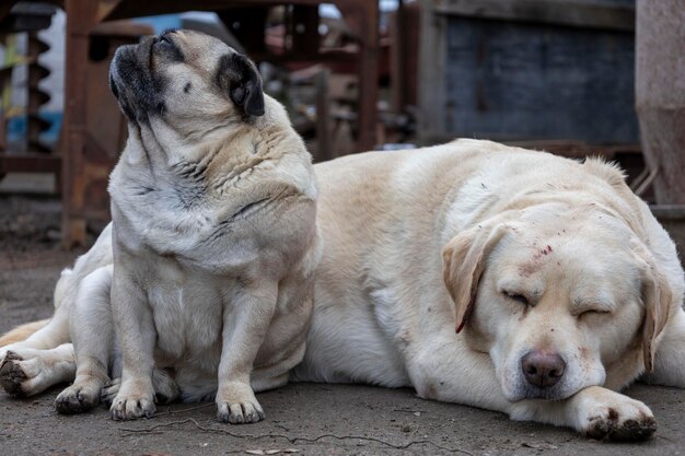 Portret Smutnego Labradora I Mopsa