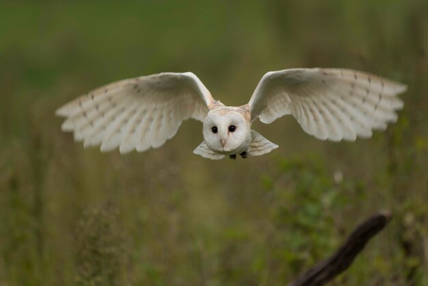 Portret sowy latającej nad trawą