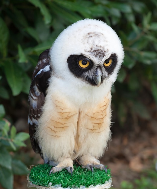 Portret Spectacled Owl