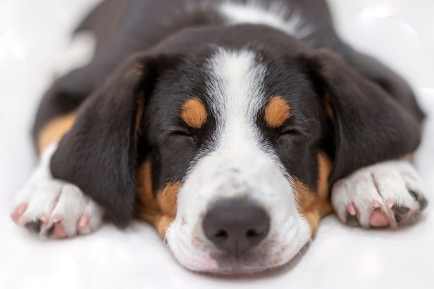 Portret śpiącego szczeniaka entlebucher sennenhund Zbliżenie Selektywne skupienie płytkiej głębi ostrości