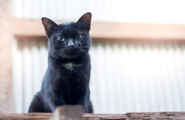 Portret stary czarny kot z zielonymi oczami siedzi