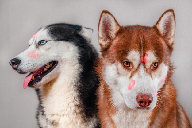 Portret studyjny dwóch pocałowanych psów husky ze śladami szminki na twarzach
