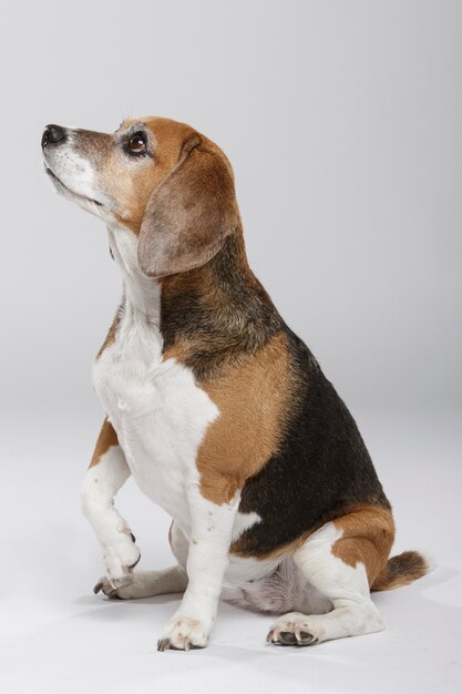 Portret studyjny ekspresyjnego psa rasy Beagle na neutralnym tle