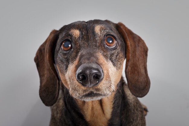 Portret studyjny ekspresyjnego psa Teckel na neutralnym tle