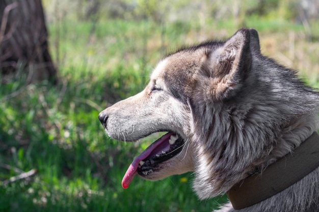 Zdjęcie portret suki rasy alaskan malamute