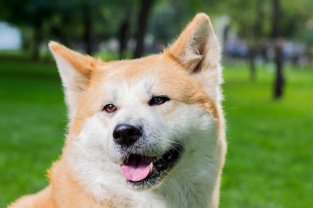 Portret suki rasy japońskiej Akita inu na zewnątrz na zielonej trawie