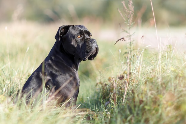 Portret Surowego Włoskiego Cane Corso Siedzącego Na Zielonym Trawniku I Patrzącego W Dal