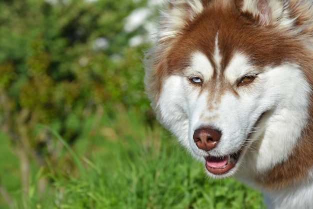 Portret syberyjskiego husky na świeżym powietrzu