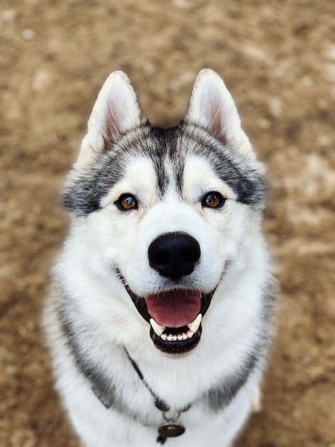 Portret syberyjskiego husky z dużym kątem widzenia