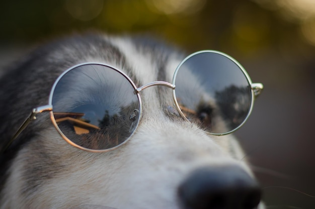 Zdjęcie portret syberyjskiego huskyda z okularami