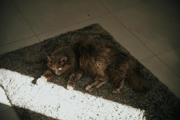 Portret szarego kota siedzącego spokojnie w nowoczesnym mieszkaniu Koncepcja trzymania samców kotów w pomieszczeniach