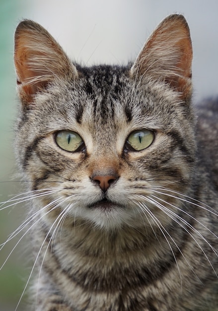 Zdjęcie portret szarego kota