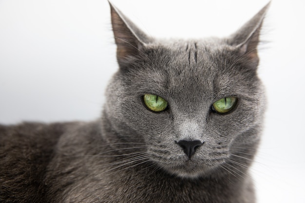 portret szarego puszystego kota