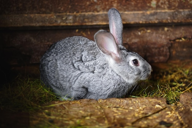 Portret szarego puszystego królika na farmie w naturalnym środowisku