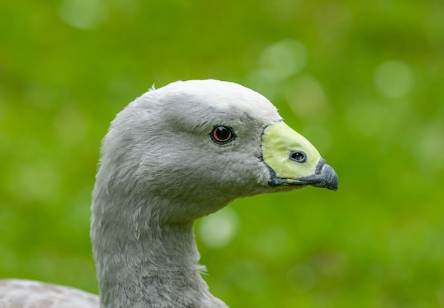 Portret Szarej Gęsi