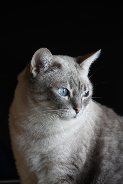 Zdjęcie portret szary kot z niebieskimi oczami na czarnym tle