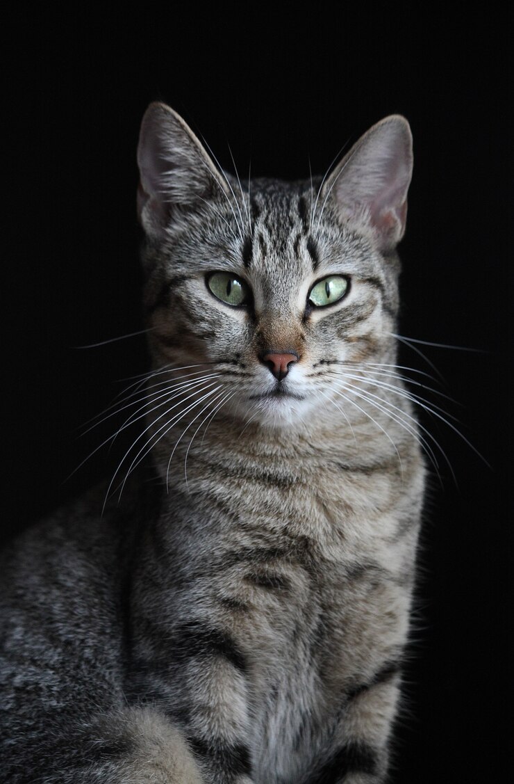 Portret szary kot z zielonymi oczami