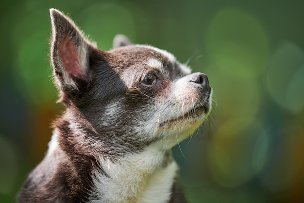 Portret szczeniak Chihuahua, piesek w ogrodzie. Śliczny mały piesek na trawie. Rasa chihuahua krótkowłosa.