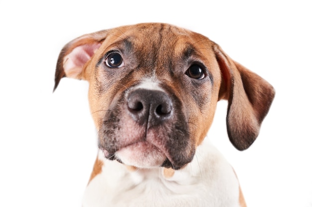 Portret szczeniaka American Staffordshire Terrier na białym tle. Zbliżenie pyska psa w studio