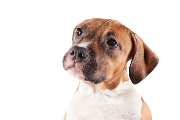 Portret szczeniaka American Staffordshire Terrier na białym tle. Zbliżenie pyska psa w studio