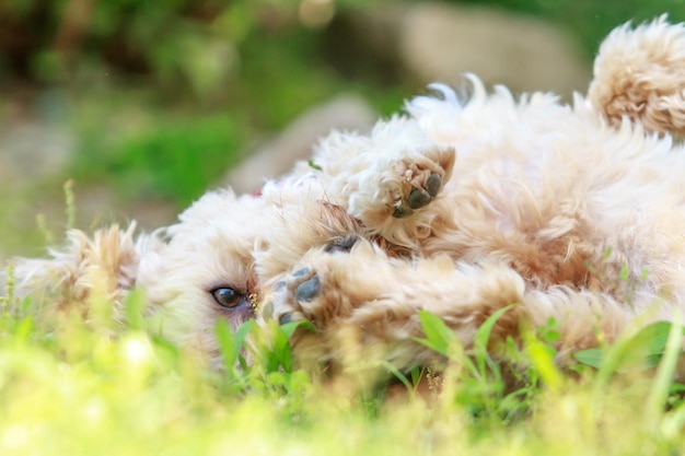 Zdjęcie portret szczeniaka bawiącego się na trawiastym polu