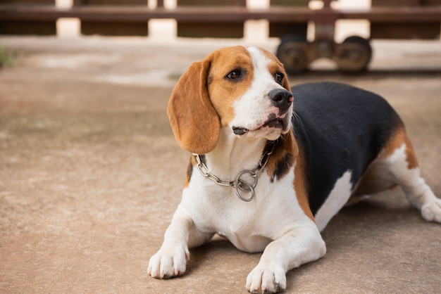 Portret szczeniaka beagle pies, zwierzęcy pojęcie