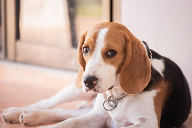 Portret szczeniaka beagle pies, zwierzęcy pojęcie