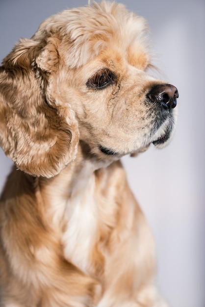 Portret szczeniaka cocker spaniel w tle studio