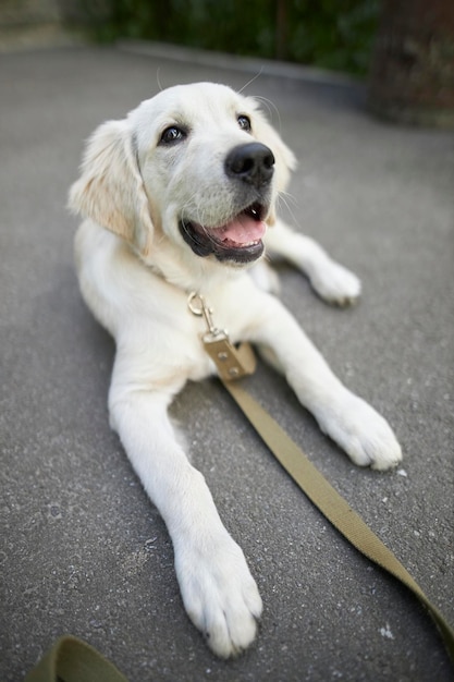 Portret Szczeniaka Golden Retriever. Szczeniak Z Bliska