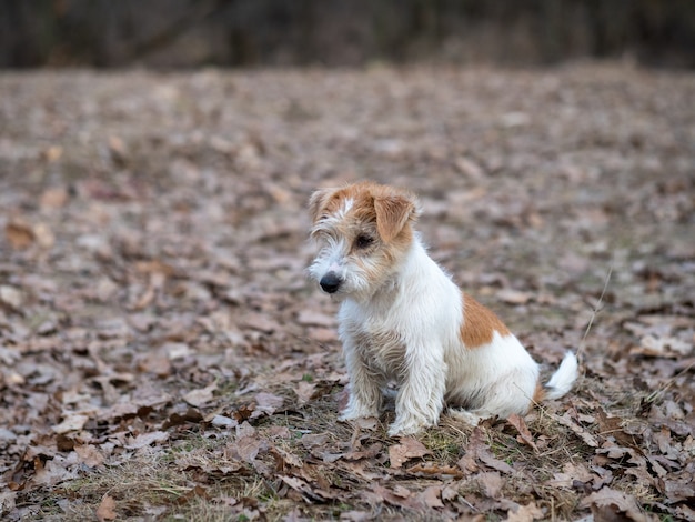 Portret szczeniaka Jack Russell Terrier w lesie wiosną