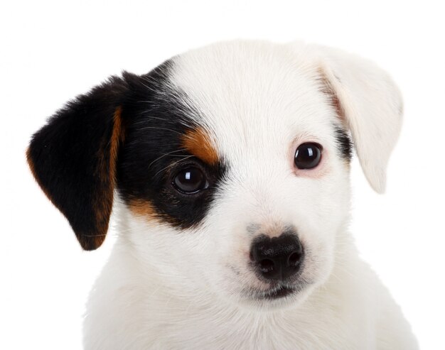 Portret Szczeniaka Jack Russell