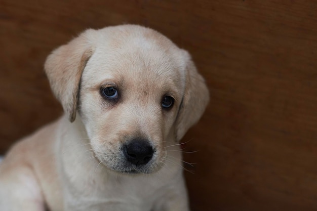 Portret szczeniaka labrador retriever z wyrazem czułości