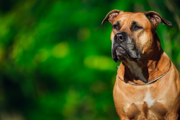 Portret Szczeniaka Na Natury Zakończeniu Up. Pitbull. 4 Miesiące.