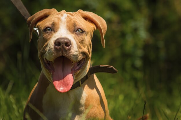 Portret szczeniaka Pitbull