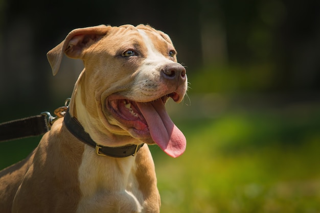 Portret szczeniaka Pitbull