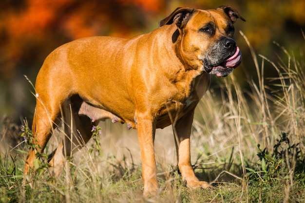 Portret szczeniaka Pitbull