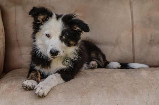 Portret szczeniaka rasy border collie odpoczywający na kanapie